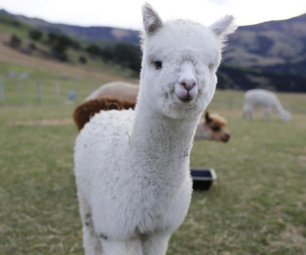 阿爾巴卡和羊絨的區別