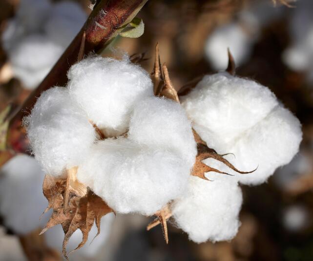 60支和100支棉哪個(gè)舒服?